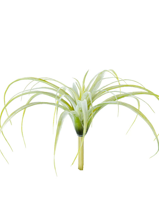 Tillandsia Tectorum 10.5”