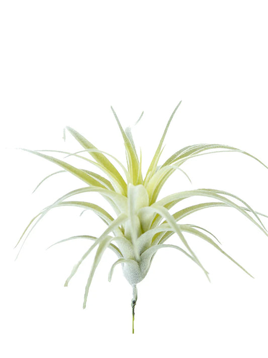 Tillandsia 6”