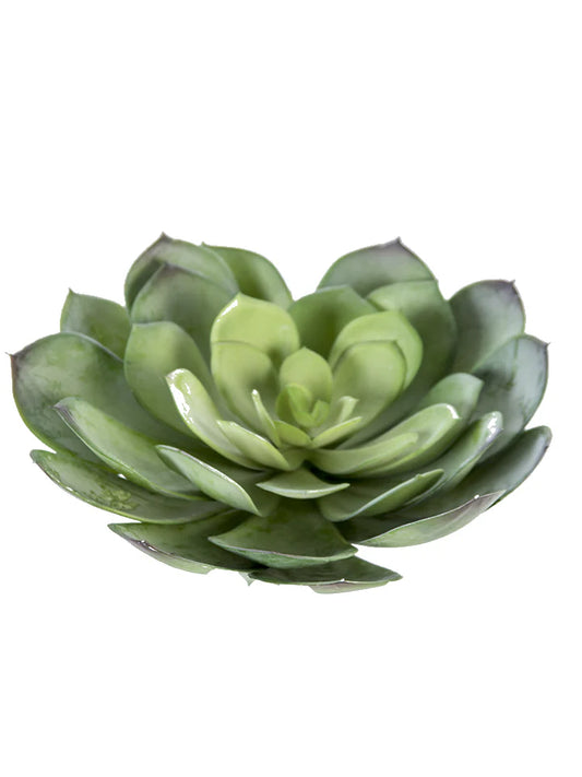 Aeonium 7”