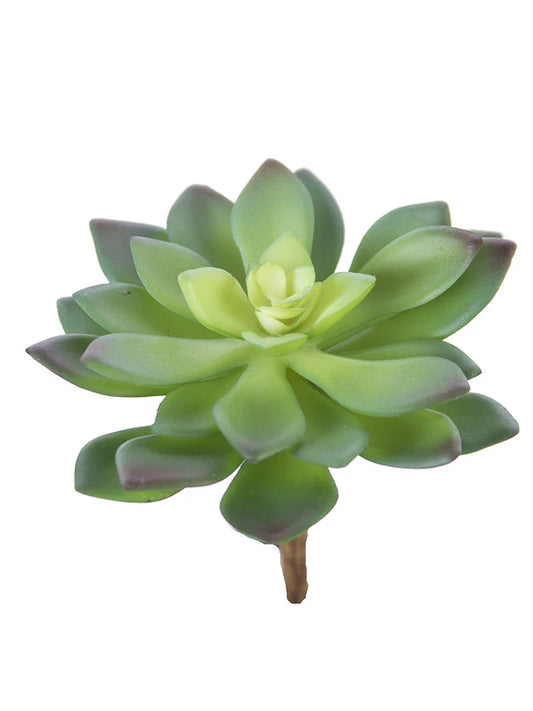 Aeonium Plant 4”