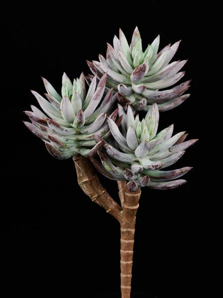UV Shield Succulent Dusty Burgundy 8”L